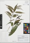 Foto von Salix fragilis L.